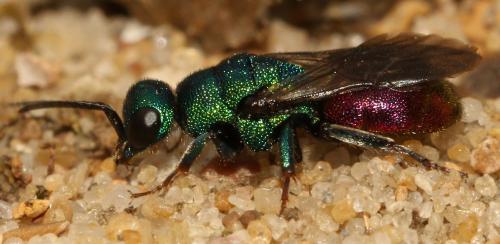 Réf. 271 270 : Hedychrum gerstaeckeri